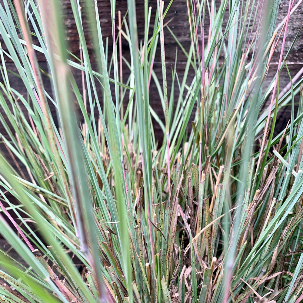 Schizachyrium scoparium 'The Blues' ~ The Blues Little Bluestem-ServeScape