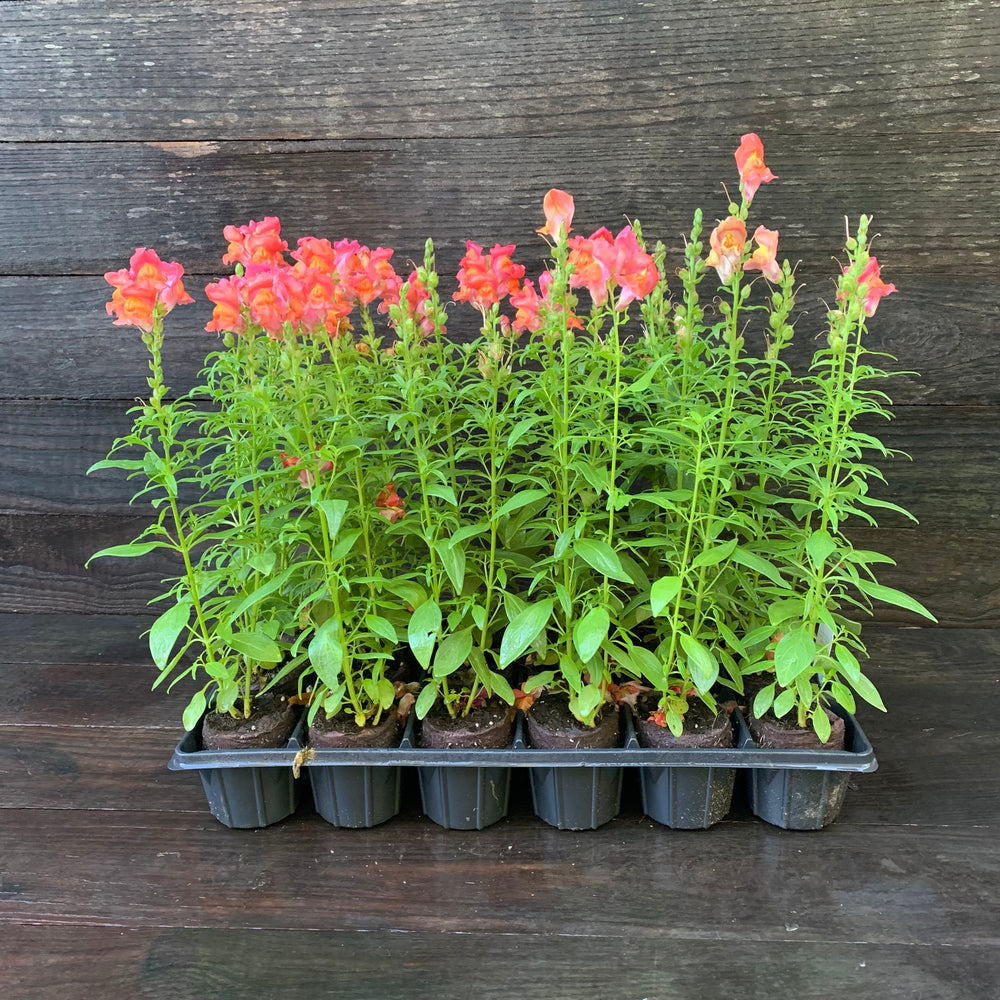 Antirrhinum majus 'Speedy Sonnet Bronze' ~ Speedy Sonnet Bronze Snapdragon-ServeScape