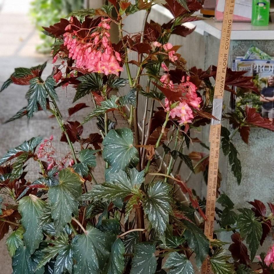 Begonia 'Sophia ~ Sophia Angelwing Begonia-ServeScape