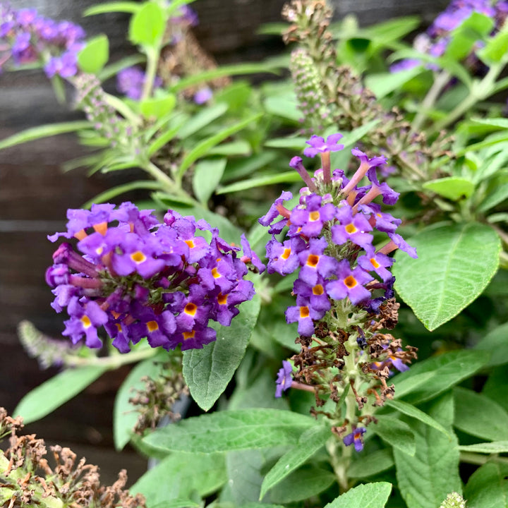 Buddleia davidii 'SMNBDBT' PP#28,794 ~ Pugster Blue® Dwarf Butterfly Bush-ServeScape