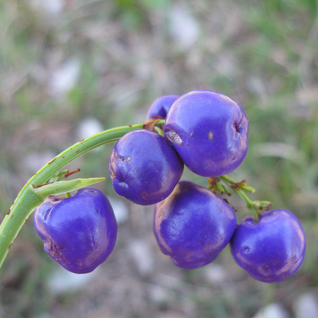 Dianella caerulea ~ Blue Flax Lily, Variegated-ServeScape