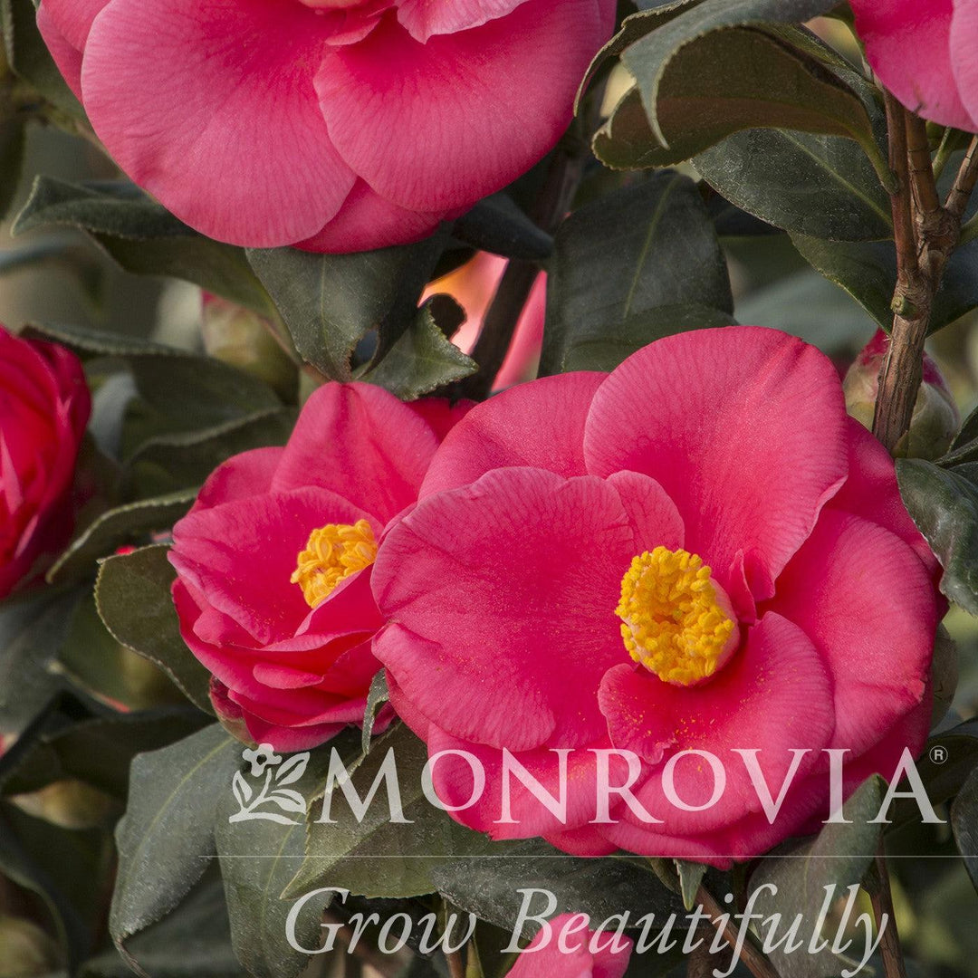 Camellia japonica 'Anacostia' ~ Monrovia® Anacostia Camellia-ServeScape