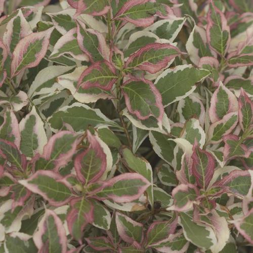 Weigela florida 'Verweig' ~ My Monet® Weigela-ServeScape