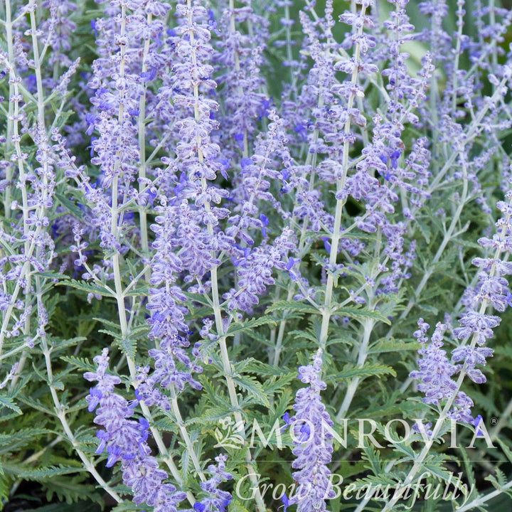 Perovskia atriplicifolia 'Lisslitt' ~ Monrovia® Lacey Blue Russian Sage-ServeScape