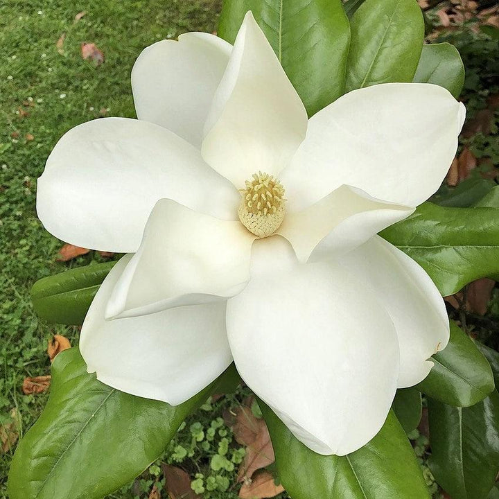 Magnolia grandiflora ‘Edith Bogue' ~ Edith Bogue Southern Magnolia-ServeScape