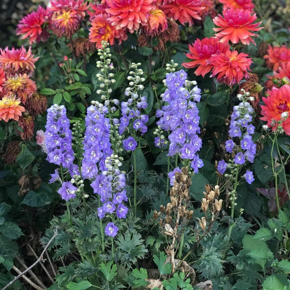 Delphinium 'Mini Stars' ~ New Millennium™ Mini Stars Delphinium-ServeScape