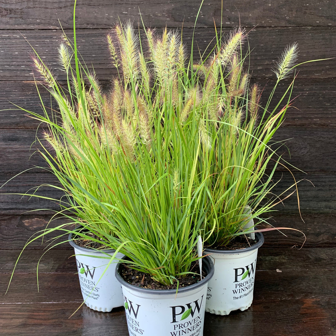 Pennisetum alopecuroides 'Desert Plains' ~ Prairie Winds® Desert Plains Fountain Grass-ServeScape