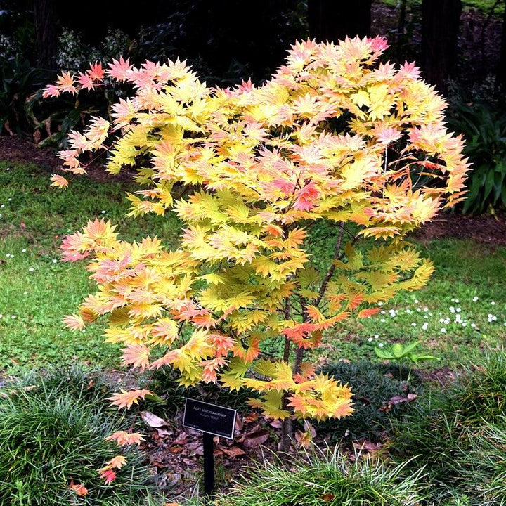 Acer shirasawanum 'Autumn Moon' ~ Autumn Moon Japanese Maple-ServeScape