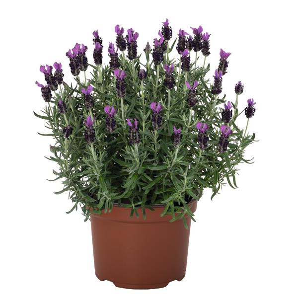 Lavandula stoechas 'La Diva Big Night' ~ La Diva Big Night Lavender-ServeScape