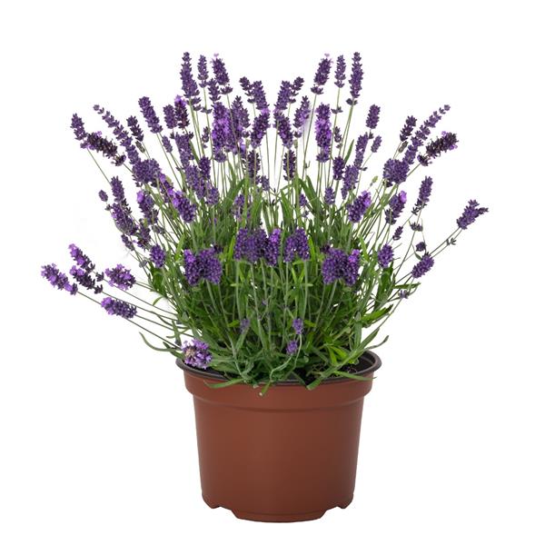 Lavandula stoechas 'La Diva Vintage Violet' ~ La Diva Vintage Violet Lavender-ServeScape