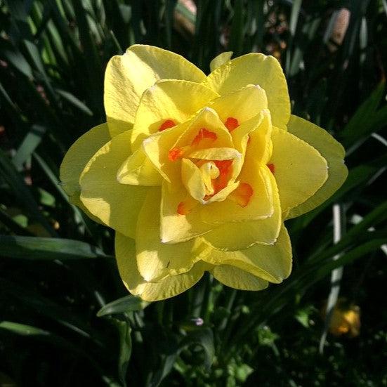 Narcissus pseudonarcissus 'Tahiti' ~ Tahiti Double Daffodil-ServeScape