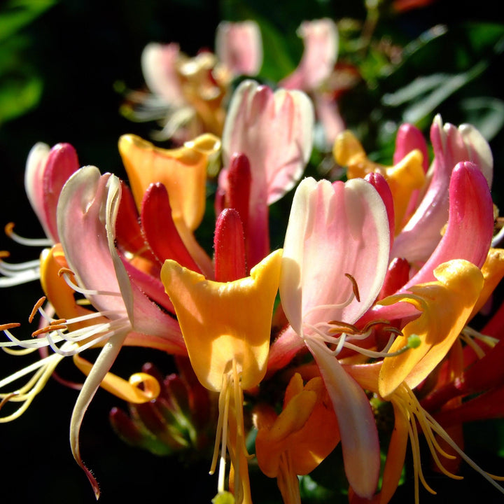 Lonicera × heckrottii 'Goldflame' ~ Goldflame Honeysuckle-ServeScape