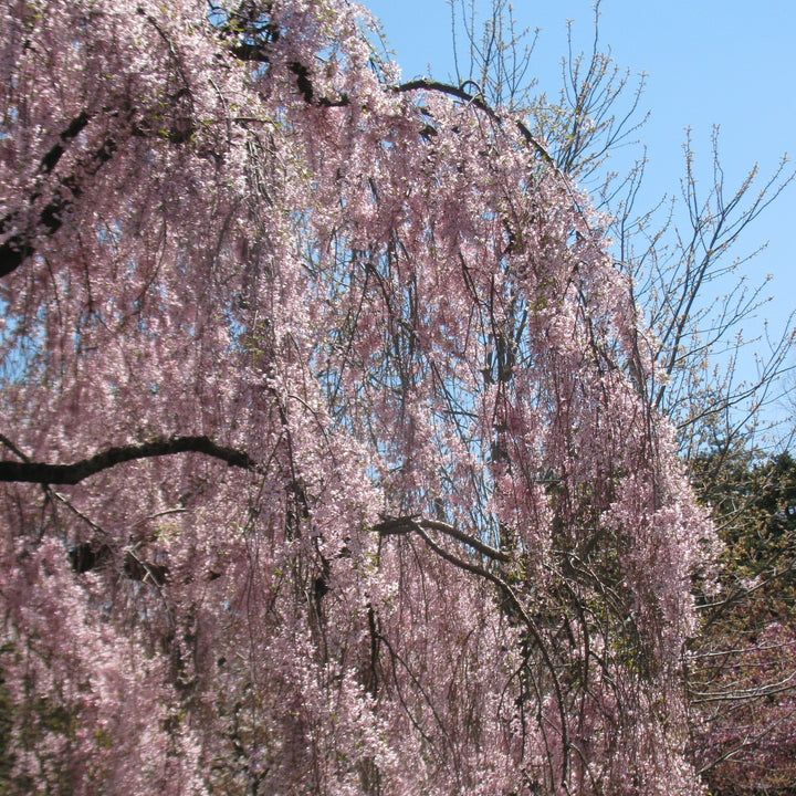 Prunus x 'Pisnshzam’ ~ Pink Snow Showers™ Cherry-ServeScape