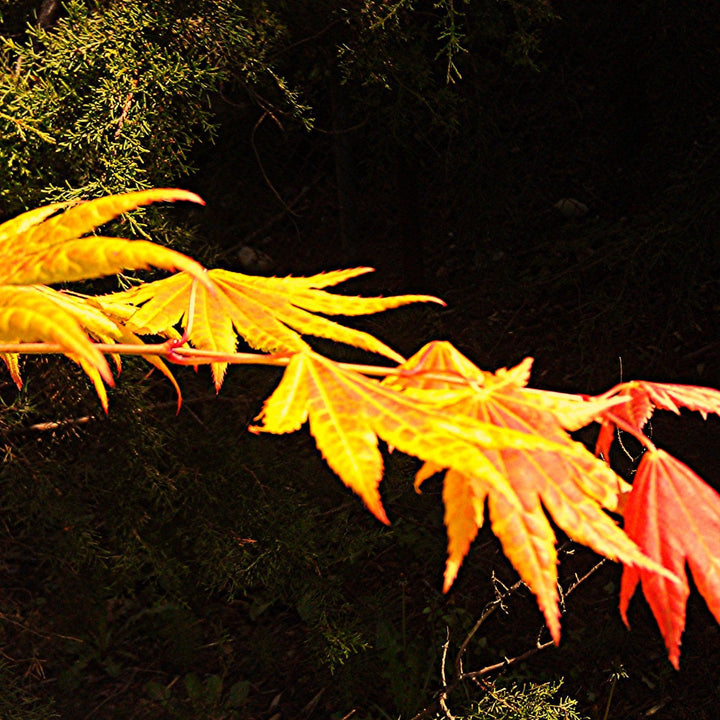 Acer shirasawanum 'Moonrise' ~ Moonrise Japanese Maple-ServeScape