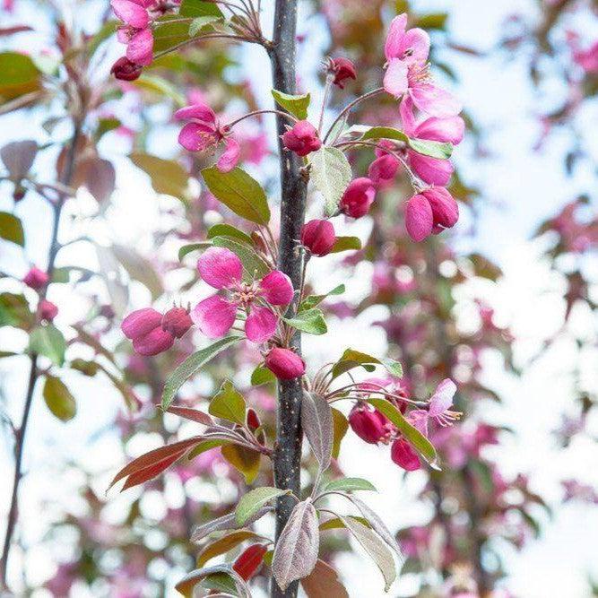 Malus baccata var. pumila 'Summer Wonder' ~ Summer Wonder Crabapple-ServeScape