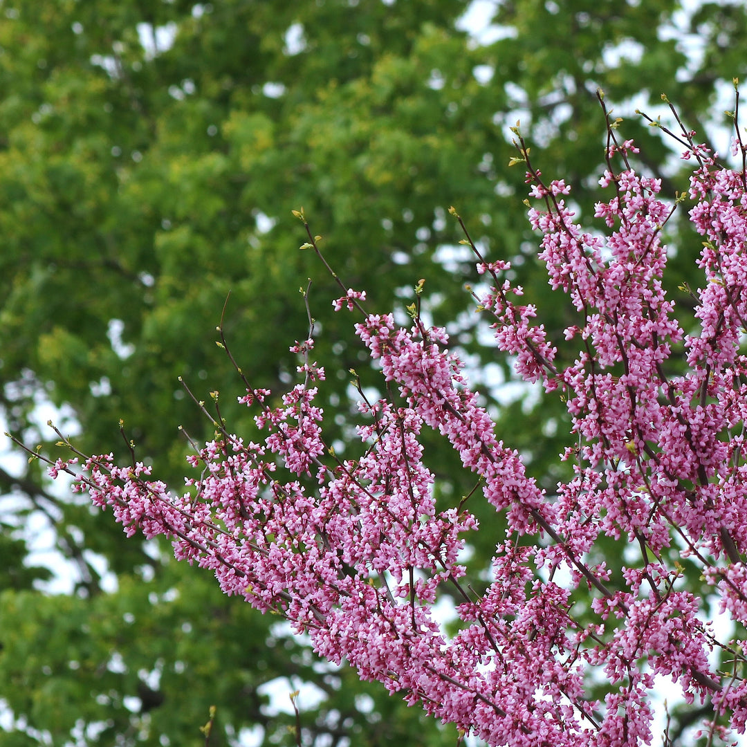 Cercis canadensis 'JN7' ~ Summer's Tower™ Eastern Redbud-ServeScape