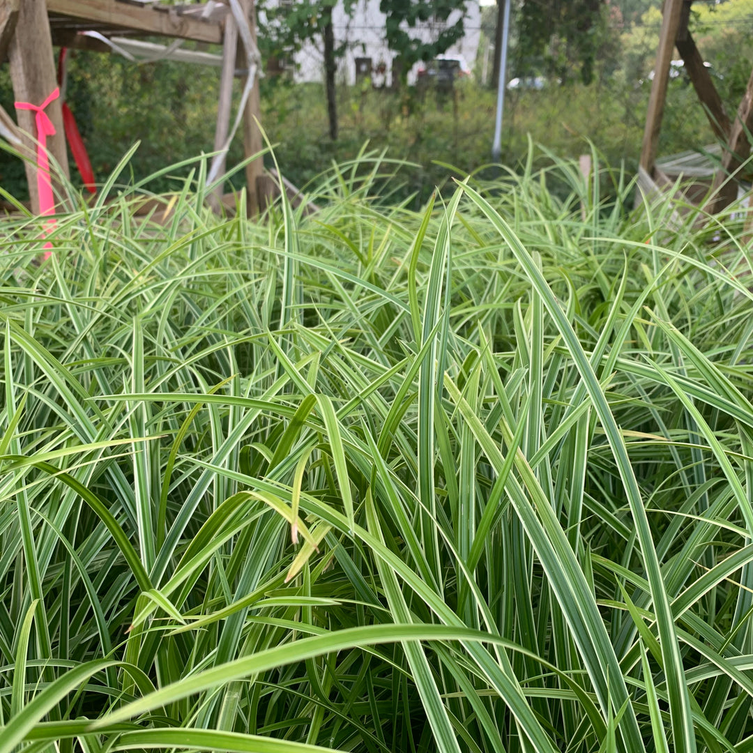 Carex morrowii 'Ice Dance' ~ Ice Dance Sedge-ServeScape