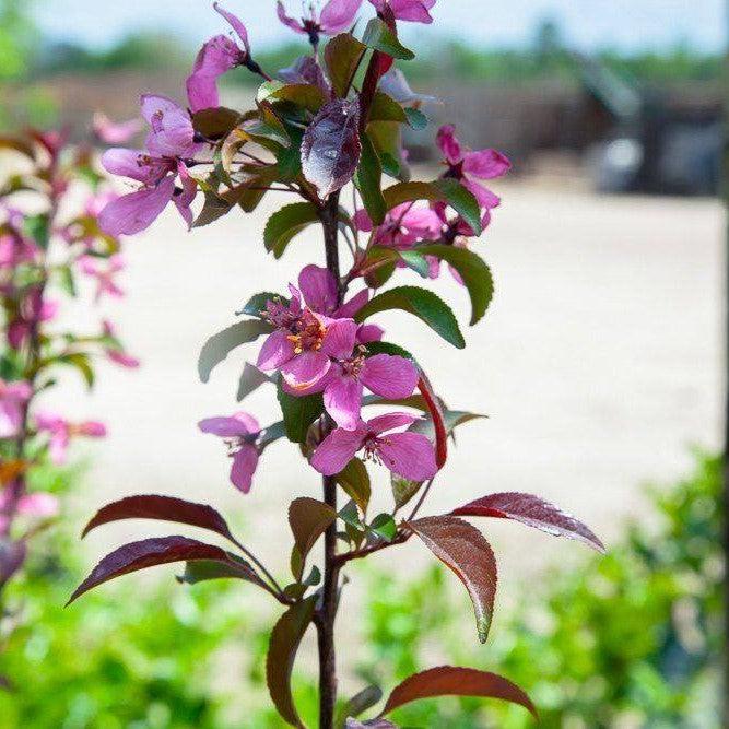 Malus baccata var. pumila 'Summer Wonder' ~ Summer Wonder Crabapple-ServeScape