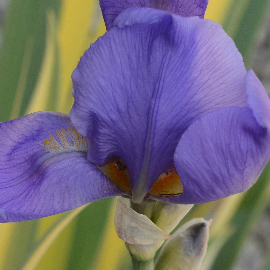 Iris pallida 'Aureo Variegata' ~ Gold Variegated Zebra Iris-ServeScape