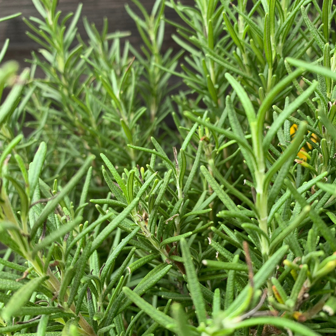 Rosmarinus officinalis 'Tuscan Blue' ~ Tuscan Blue Rosemary-ServeScape