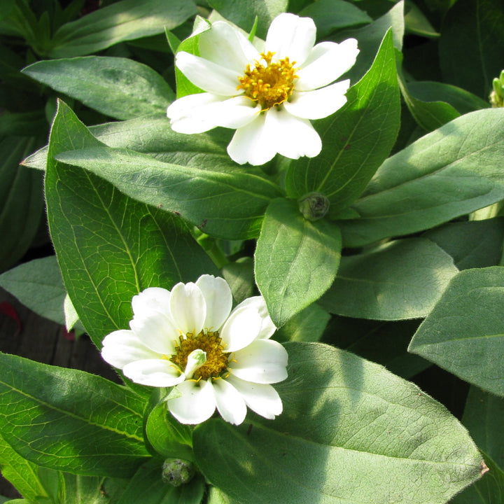 Zinnia ‘Profusion White’ ~ Profusion White Zinnia-ServeScape