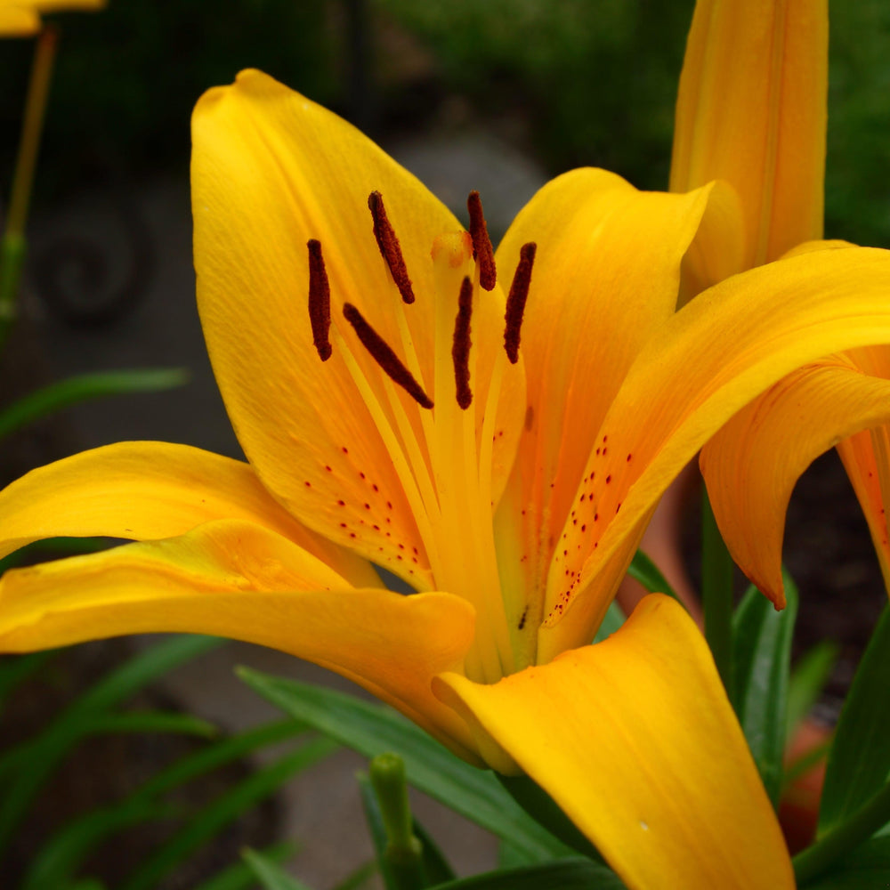 Lilium 'Tiny Bee' ~ Lily Looks™ Tiny Bee Asiatic Lily-ServeScape