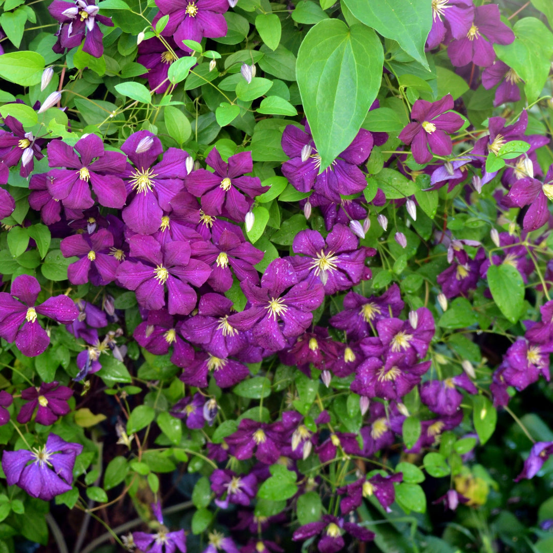 Clematis 'Jackmanii Superba' ~ Jackmanii Superba Clematis-ServeScape