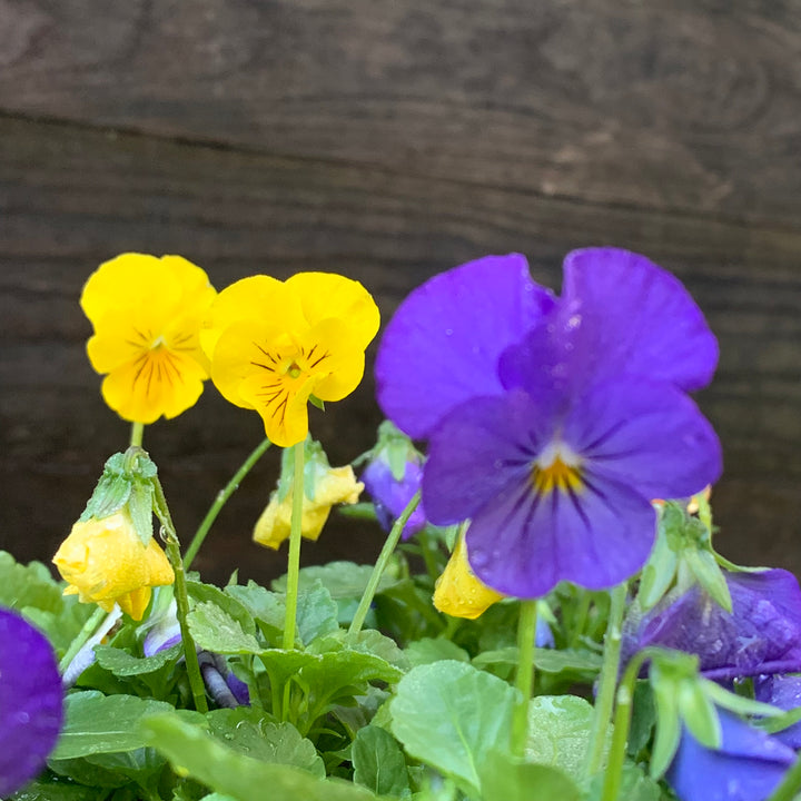 Viola cornuta 'Penny All-Season Mix' ~ Penny™ All-Season Mix Viola-ServeScape