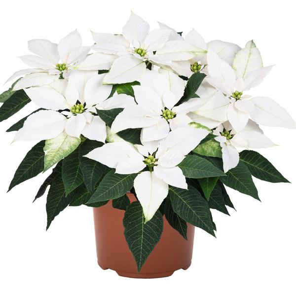 Euphorbia pulcherrima 'J'Adore White Pearl' ~ J'Adore White Pearl Poinsettia-ServeScape