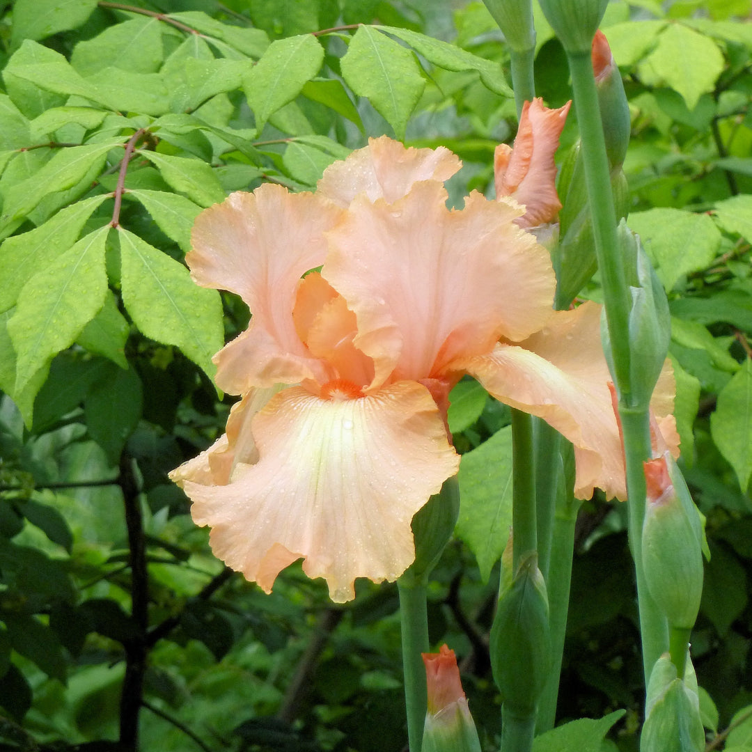 Iris germanica 'Many Mahalos' ~ Many Mahalos Bearded Iris-ServeScape