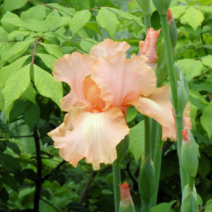 Iris germanica 'Many Mahalos' ~ Many Mahalos Bearded Iris-ServeScape