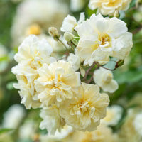 Rosa 'Auscanary' ~ Malvern Hills® Rose-ServeScape
