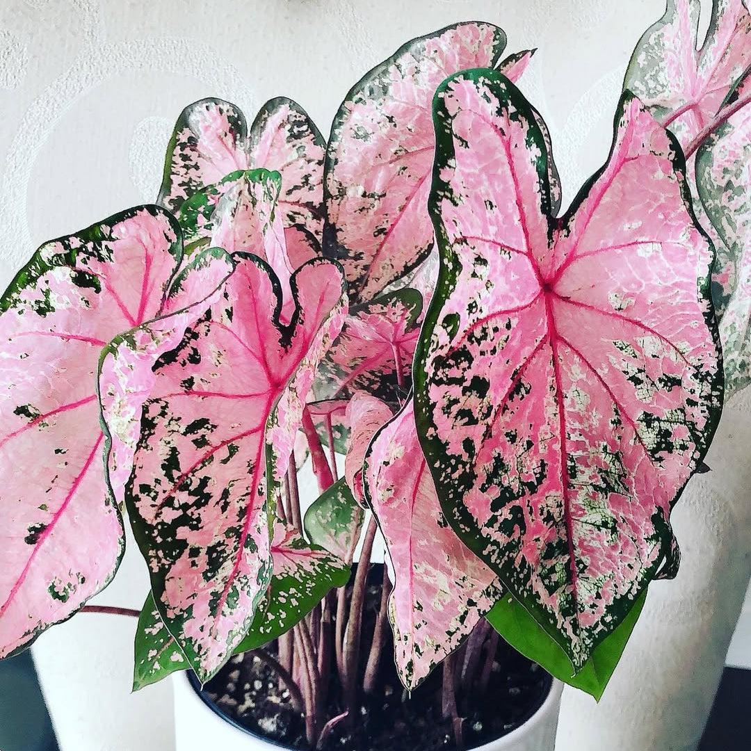 Caladium 'Pink Beauty' ~ Pink Beauty Caladium-ServeScape