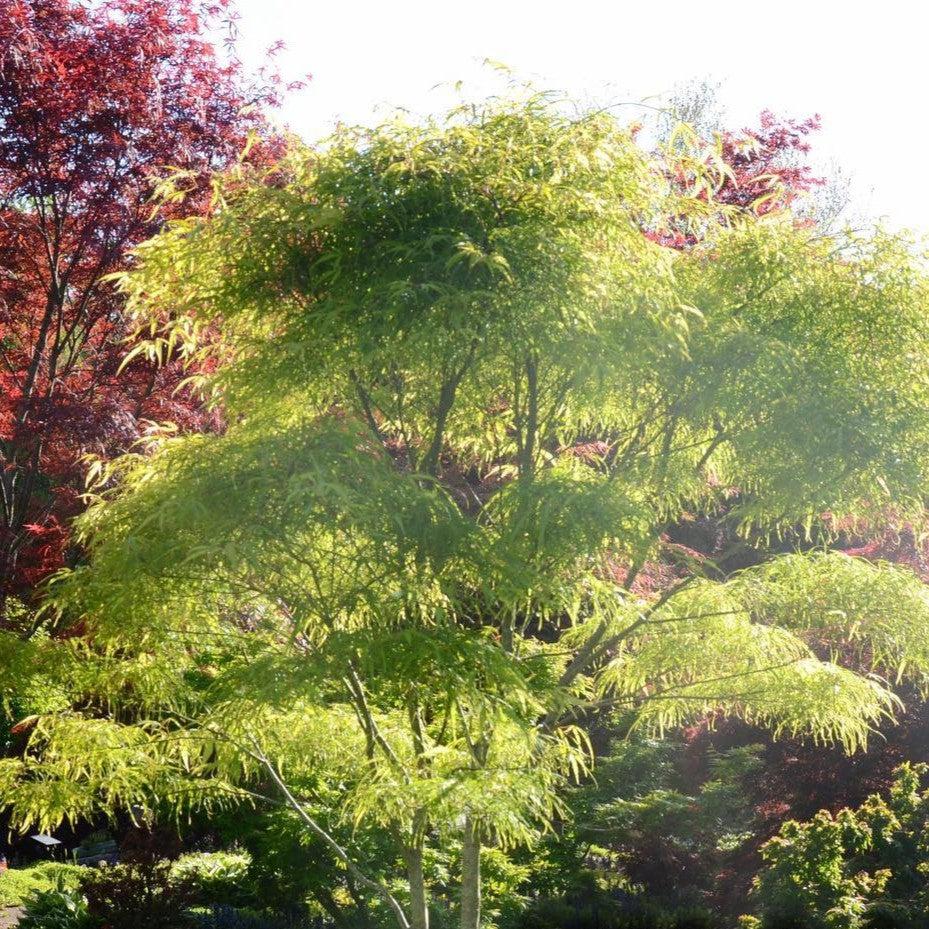 Acer palmatum ‘Koto No Ito’ ~ Koto No Ito Japanese Maple-ServeScape