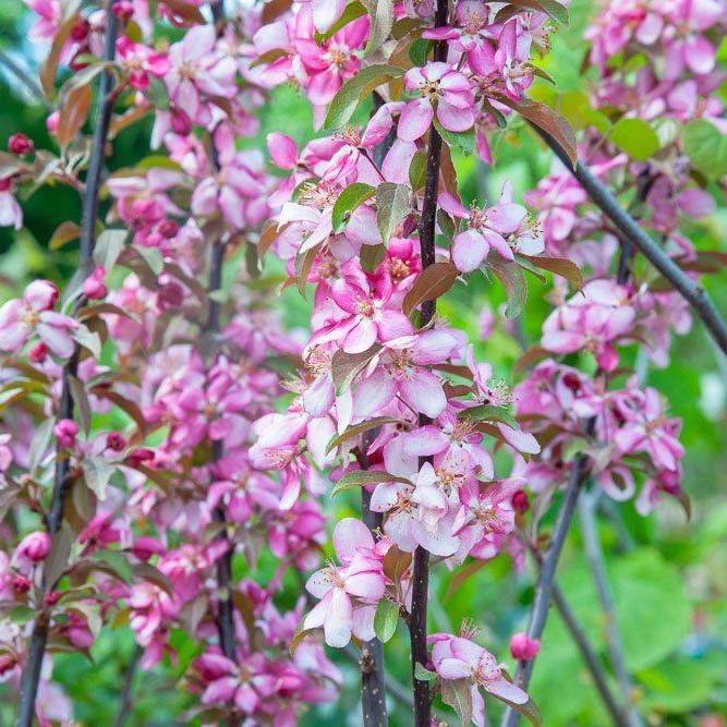 Malus baccata var. pumila 'Summer Wonder' ~ Summer Wonder Crabapple-ServeScape