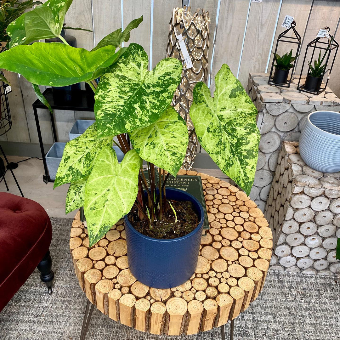 Caladium 'Frog in a Blender' ~ Frog In a Blender Caladium-ServeScape