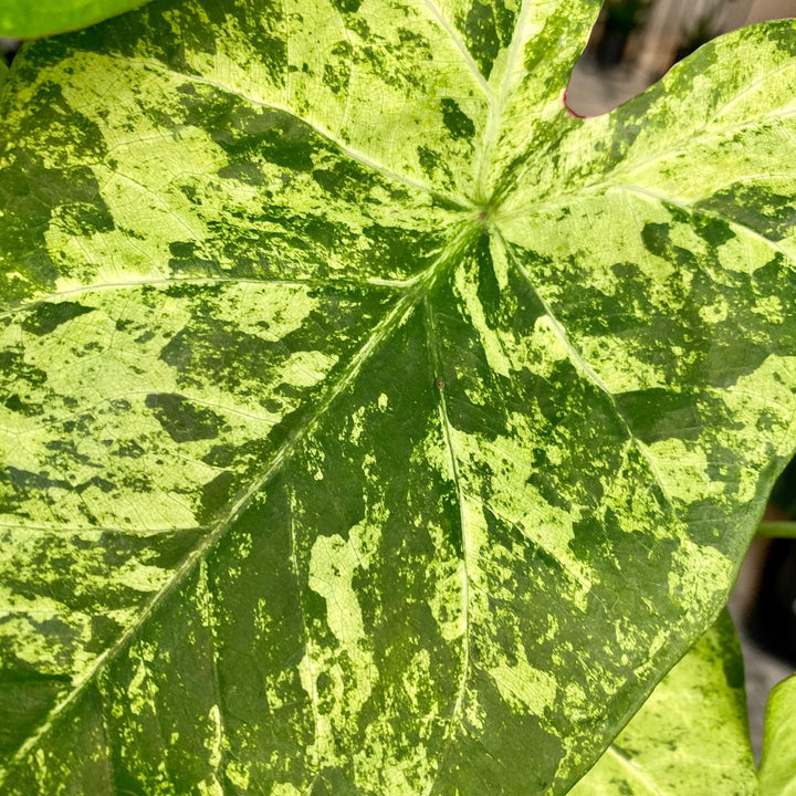 Caladium 'Frog in a Blender' ~ Frog In a Blender Caladium-ServeScape