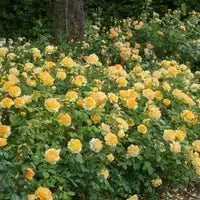 Rosa 'Ausmol' ~ Molineaux® Rose-ServeScape