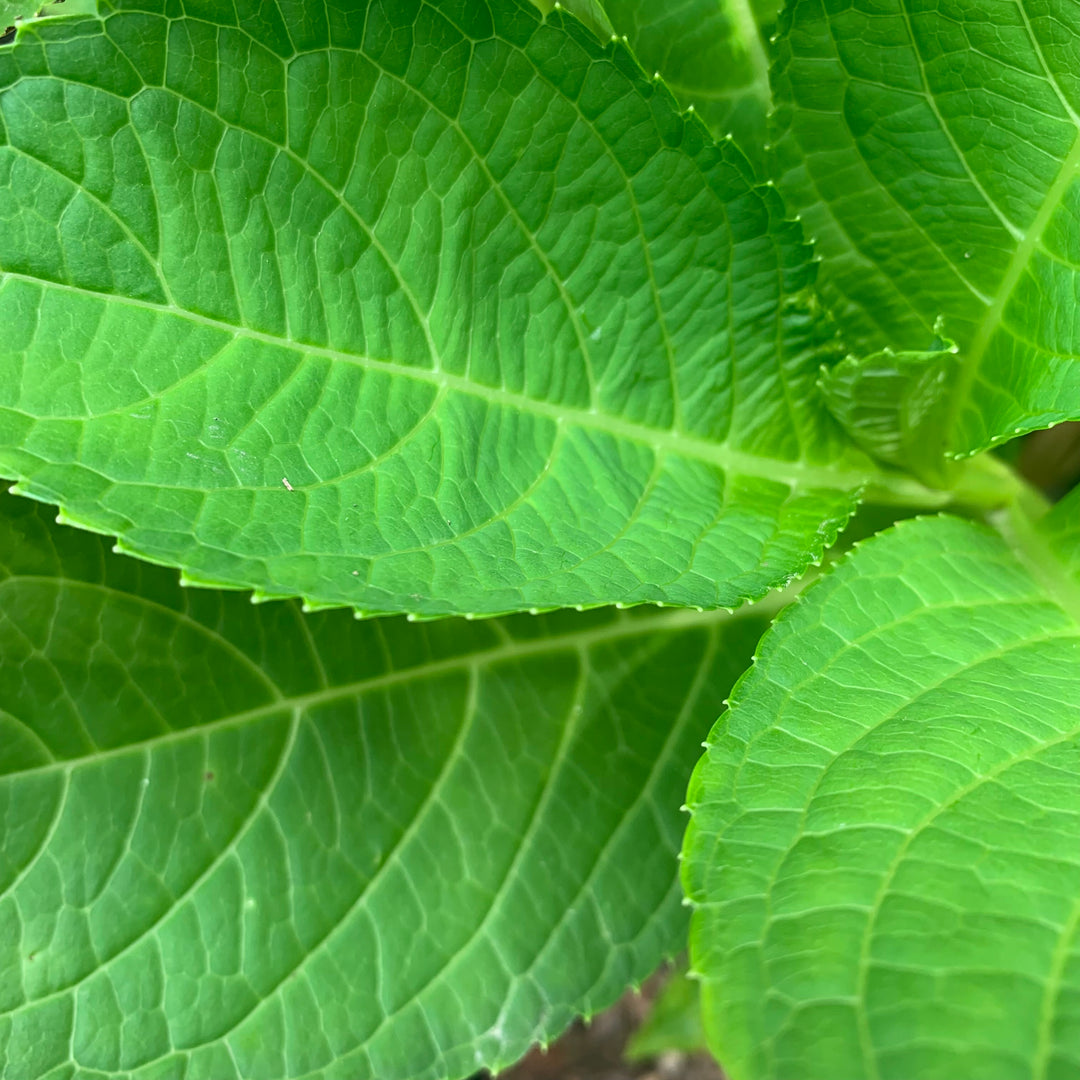 Hydrangea macrophylla 'Nikko Blue' ~ Nikko Blue Hydrangea-ServeScape