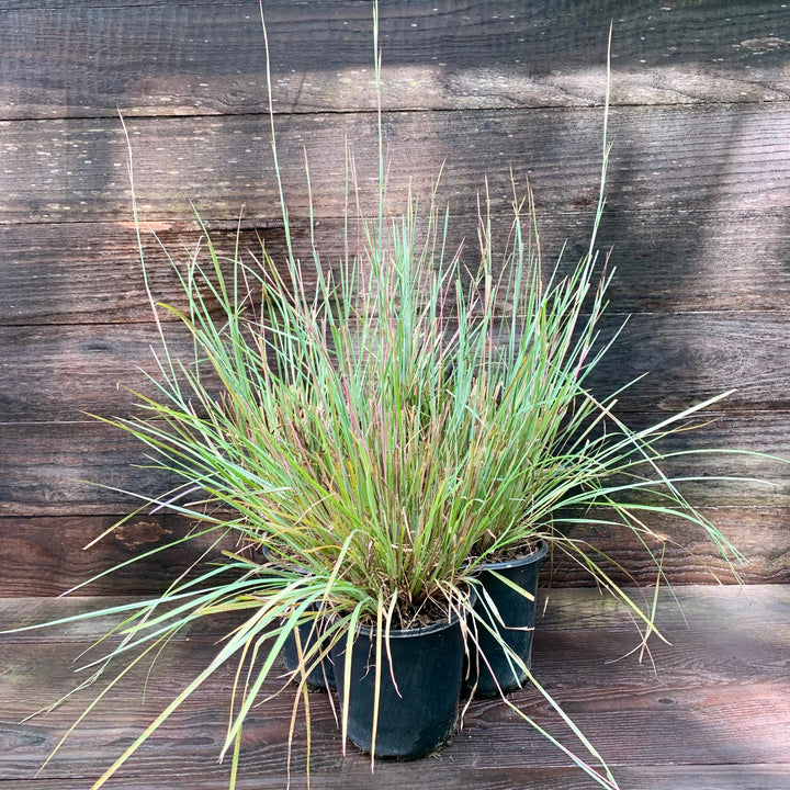 Schizachyrium scoparium 'The Blues' ~ The Blues Little Bluestem-ServeScape