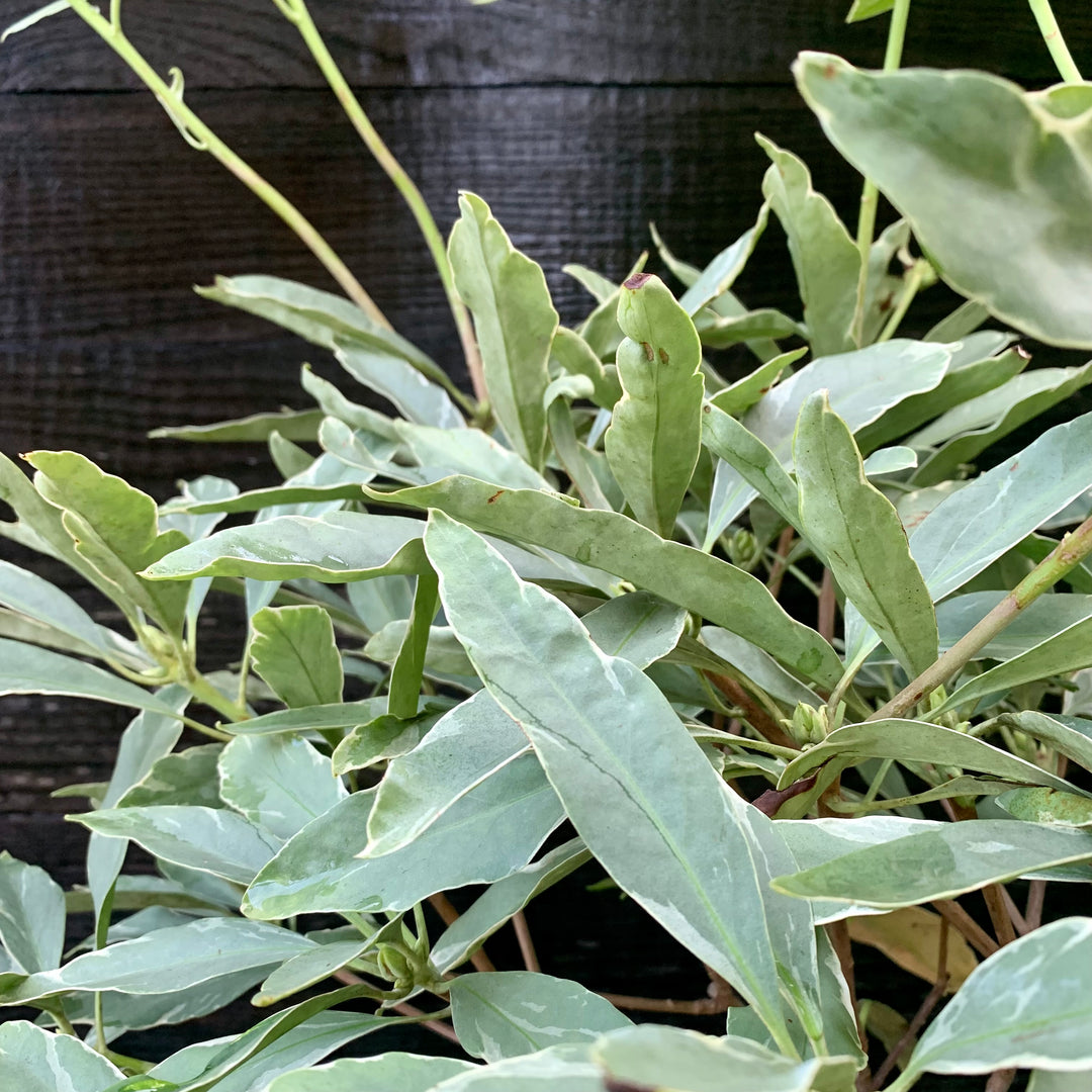 Illicium floridanum 'Grey Ghost' ~ Grey Ghost Anise-ServeScape