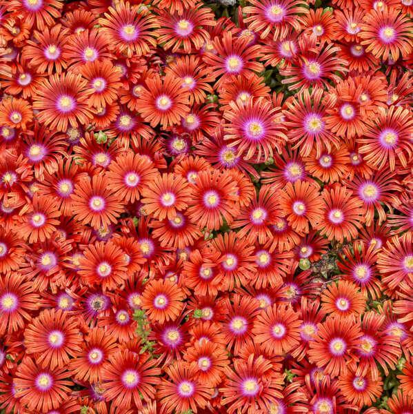 Delosperma 'Macarena'~ Flashmob™ ‘Macarena’ Ice Plant-ServeScape