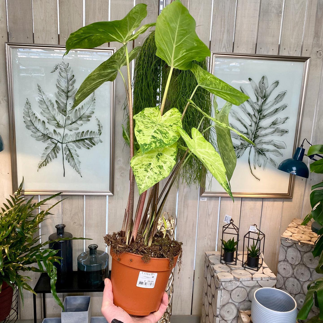 Caladium 'Frog in a Blender' ~ Frog In a Blender Caladium-ServeScape
