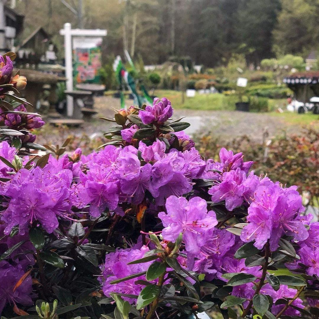 Rhododendron 'Purple Gem' ~ Purple Gem Rhododendron-ServeScape