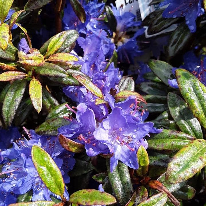 Rhododendron 'Blue Baron' ~ Blue Baron Rhododendron-ServeScape