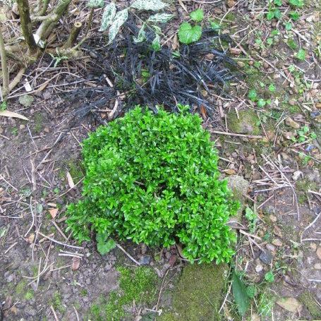 Buxus microphylla 'Grace Hendrick Phillips' ~ Grace Hendrick Phillips Boxwood-ServeScape