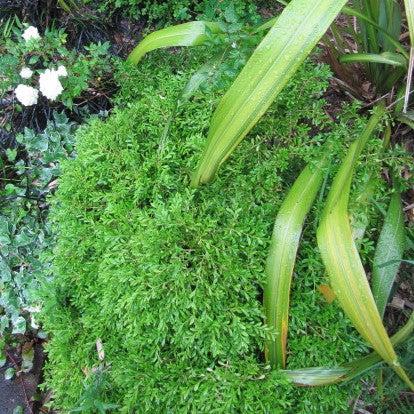 Buxus microphylla 'Tide Hill' ~ Tide Hill Boxwood-ServeScape