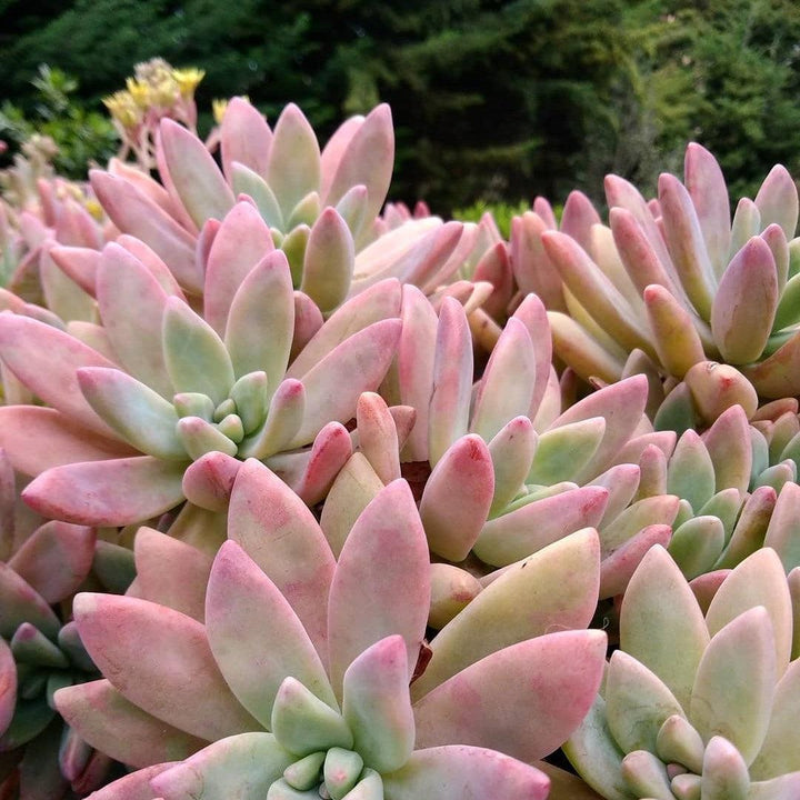 Graptosedum 'Darley Sunshine' ~ Darley Sunshine Graptosedum-ServeScape