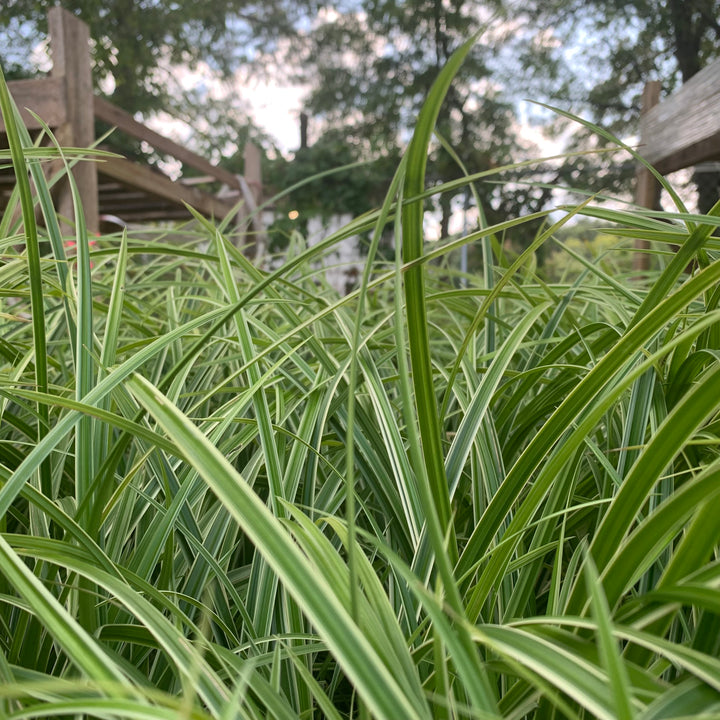 Carex morrowii 'Ice Dance' ~ Ice Dance Sedge-ServeScape