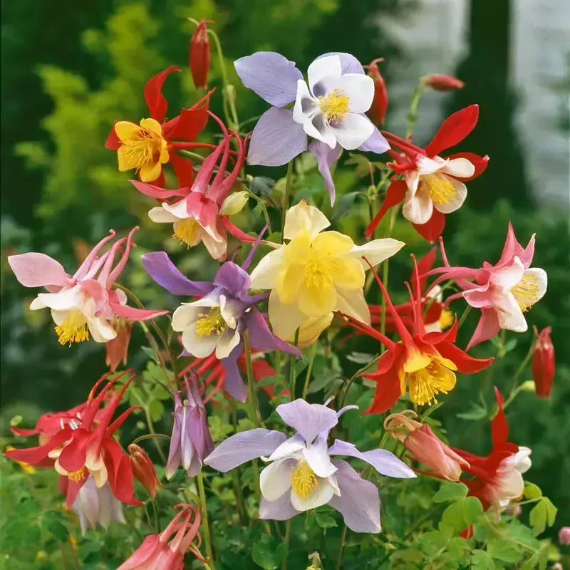Aquilegia caerulea 'McKana Giants' ~ McKana Giants Mix Columbine-ServeScape